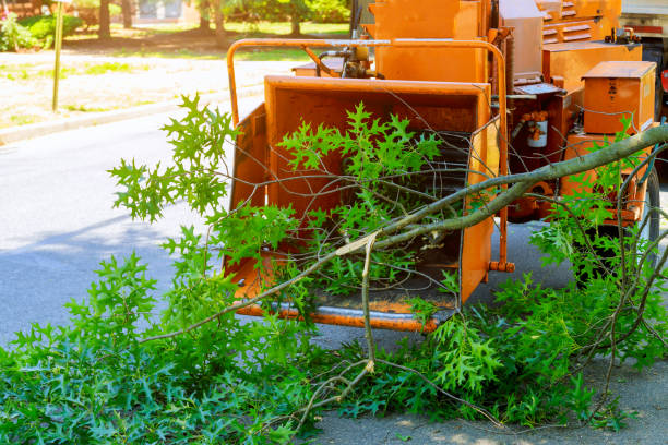 Best Grass Overseeding  in Orland Park, IL